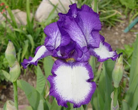 Tall Bearded Iris Iris Stepping Out In The Irises Database Garden Org