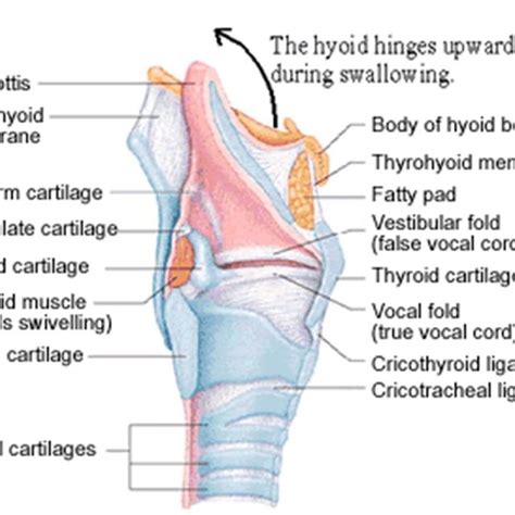 Coronal Section Of Larynx Download Scientific Diagram