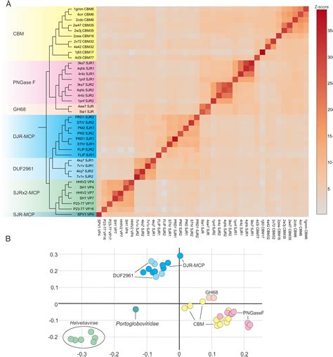 Cellular Homologs Of The Double Jelly Roll Major Capsid Proteins