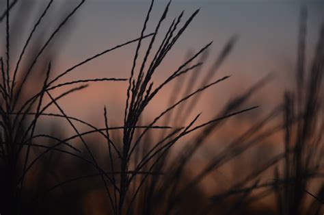 Wallpaper Sunlight Sunset Nature Reflection Sky Plants Field