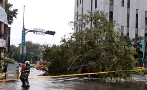 颱風圓規風雨影響 北市路樹傾倒壓傷運將 社會 中央社 Cna