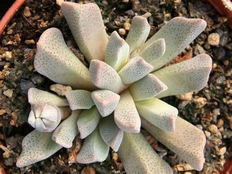 Алоинопсис - Aloinopsis, размножение, посадка и уход, болезни