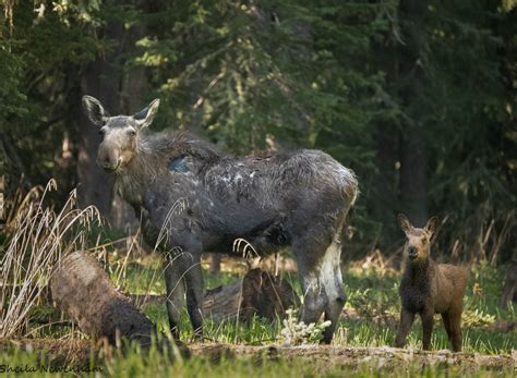 Spring Wildlife Watching in Yellowstone National Park - Exploring ...