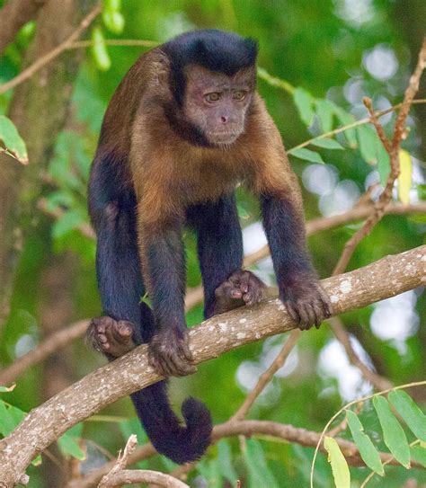 Tufted Capuchin Monkey Sapajus Apella The Tufted Capuchi Flickr