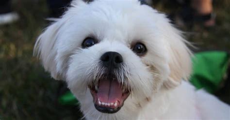 Maltese Shih Tzu Pictures - AZ Animals