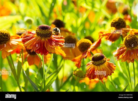 Polinizadas Por Las Abejas Fotos E Imágenes De Stock Alamy