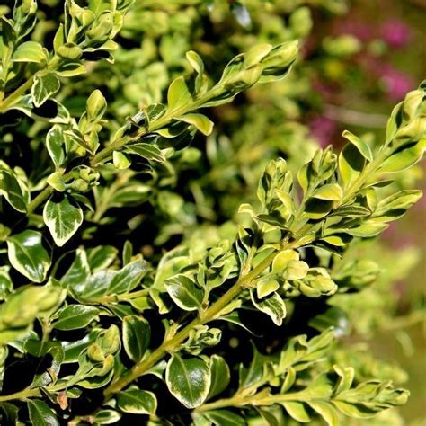 Variegated Boxwood Cypress Mulch Evergreen Landscape Evergreen Shrubs