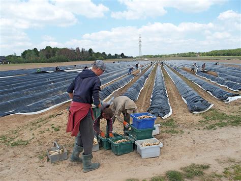 Meest Gelezen In 2021 Reuring In De Asperges Groenten Fruit Actueel