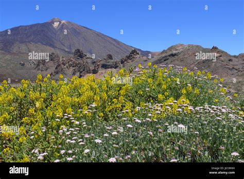 spain canary islands teneriffa vulcan volcano isle island canaries ...