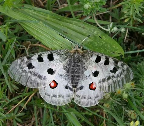 Apollo butterfly | Beautiful butterflies, Flying flowers, Insects