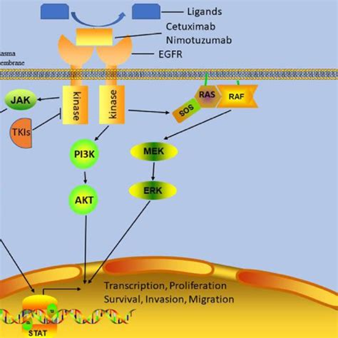 The Downstream Pathways Of Egfr And The Mechanism Of Anti Egfr