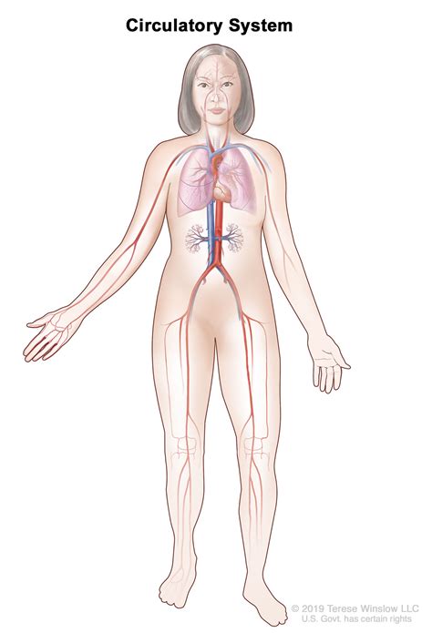 Circulatory — Terese Winslow LLC, Medical and Scientific Illustration