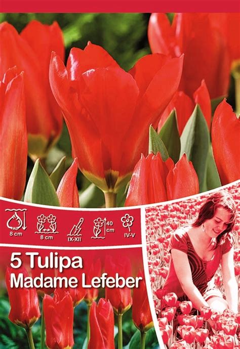 Tulipan Odm Madame Lefeber Tulipa Sp Kupuj W OBI