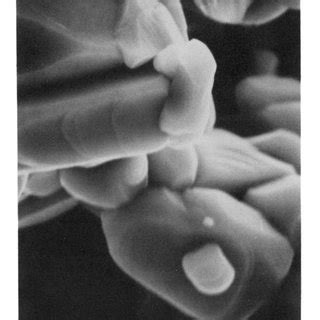 Scanning electron micrographs of specimen A taken at two different ... 