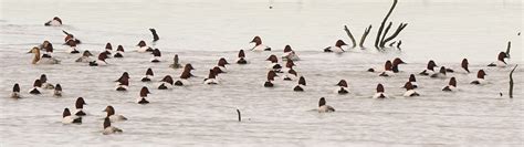 Habitat for the Canvasback - San Pablo Bay Friends