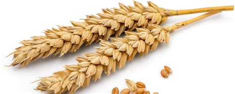 nutrition/wheat-free-diet