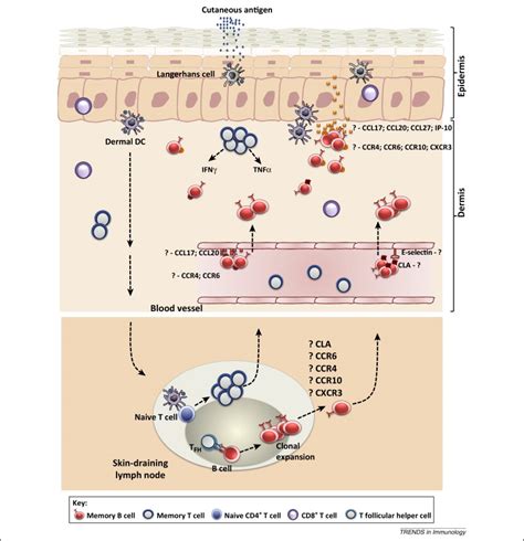 Revisiting The Role Of B Cells In Skin Immune Surveillance Trends In