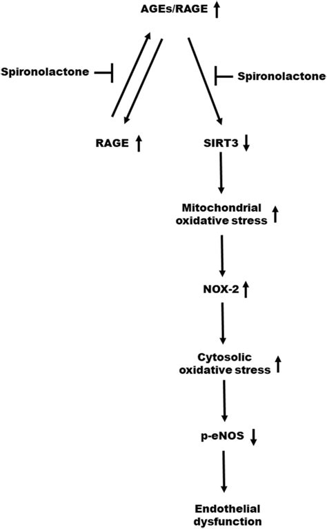 Proposed mechanism through which spironolactone ameliorates endothelial... | Download Scientific ...