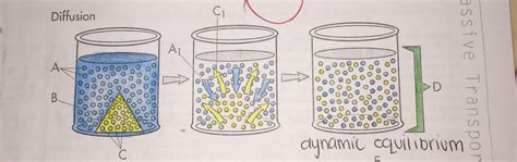 unit 3 lab diagram: diffusion Diagram | Quizlet