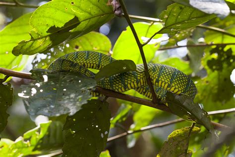 Bornean Keeled Green Pit Viper Tropidolaemus Subannulatus Flickr