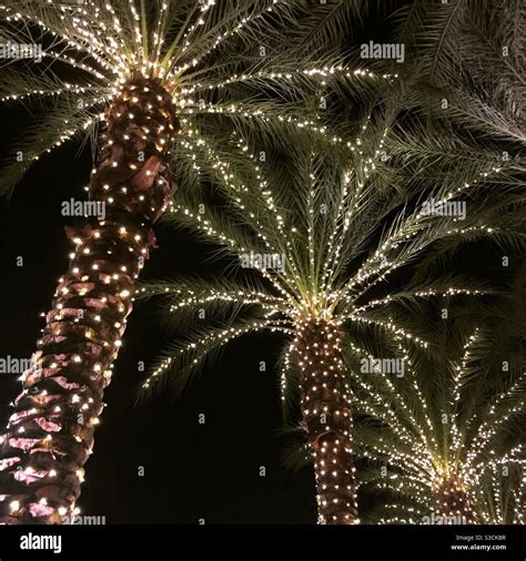 Palm tree christmas lights hi-res stock photography and images - Alamy