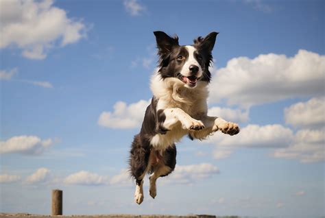 How High Can Border Collies Jump Collieville