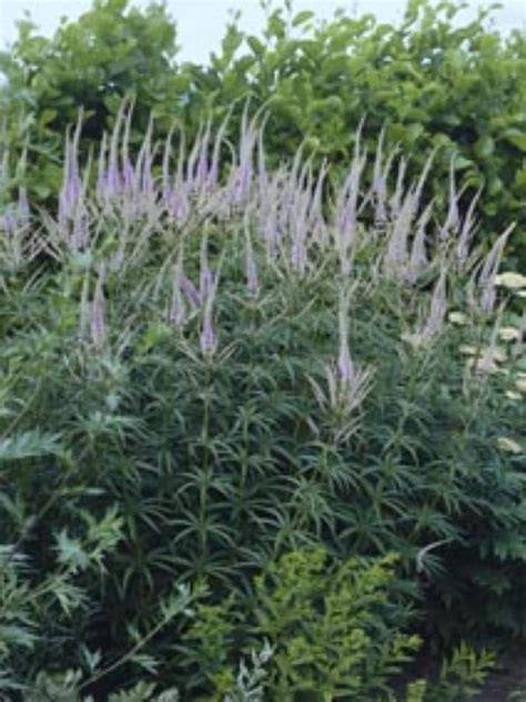 Veronicastrum virg. Lavendelturm | Verschoor Horticulture