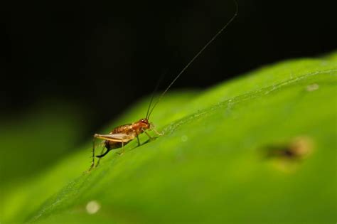 Summer science: Tell the temperature with crickets! - A Magical Homeschool