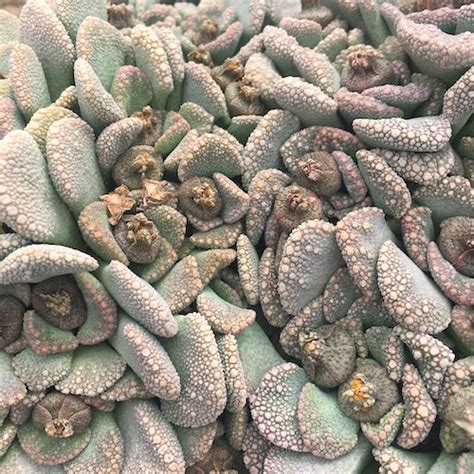 Titanopsis Calcarea Mesa Garden