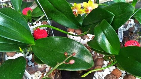 Faça sua Orquídea florir apenas isso Hastes florais em 2 meses de