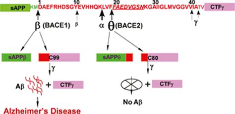 Bace2 Distribution In Major Brain Cell Types And 59 Off