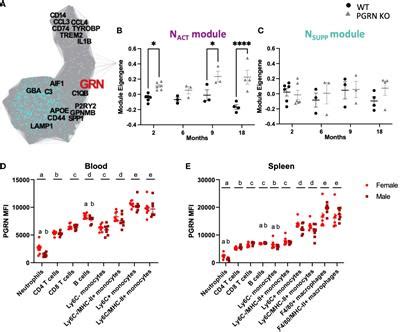 Frontiers Progranulin Loss Results In Sex Dependent Dysregulation Of