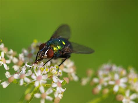 Insecte Voler Goldfliege Mouche Photo Gratuite Sur Pixabay Pixabay