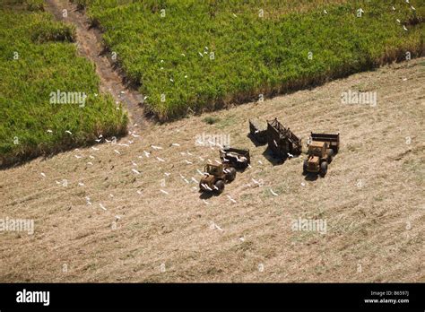 Sugar Cane Farm Maui Hawaii USA Stock Photo - Alamy