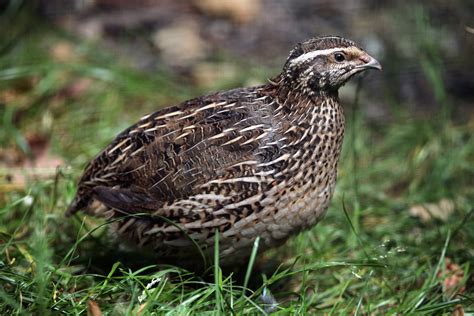 Coturnix Quail Male Vs Female
