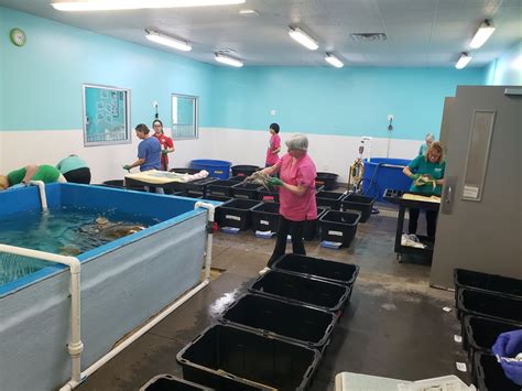 Sea Turtle Hospital Patients - Karen Beasley Sea Turtle Rescue and Rehabilitation Center