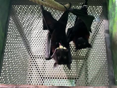 Bats With 5-Foot Wingspan Return to San Antonio Zoo for First Time ...