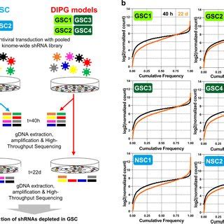 RNA Interference Screening Of Genes Required For DIPG Survival A In