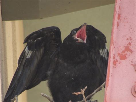 Baby Ravens are Adorable