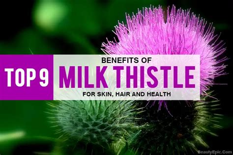 9 Benefits Of Milk Thistle For Skin, Hair And Health