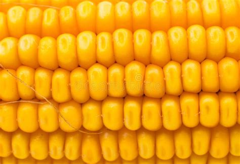 Yellow Sweet Corn Stock Photo Image Of Closeup Healthy 45167746