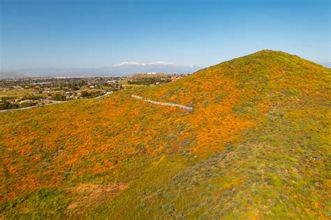 California Super Bloom 2023 | Jason Daniel Shaw