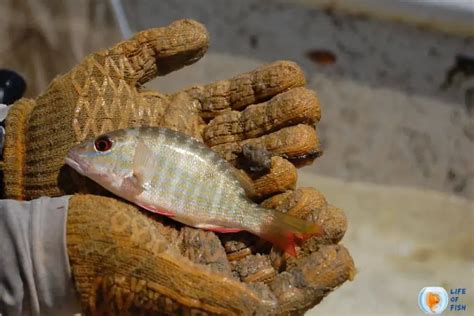 Mutton Snapper Size Limit And More About Mutton Snapper