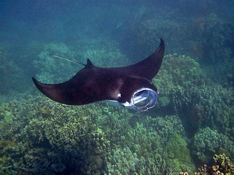 10+ Free Manta Ray & Manta Photos - Pixabay