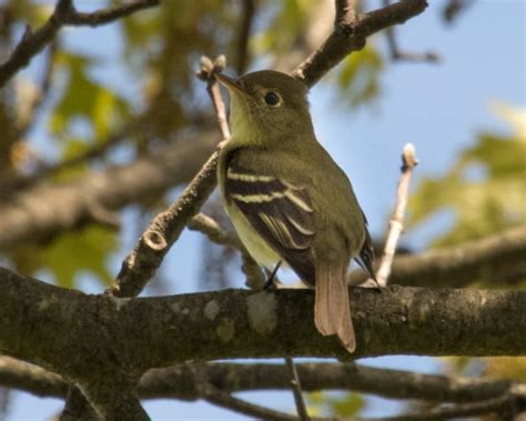 Yellow Bellied Flycatcher Birdspix