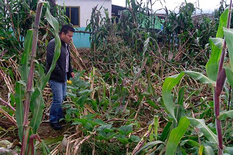 Tromba Y Sequía Dañan 2 Mil Hectáreas De Maíz En Pantepec Municipios