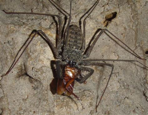 La Araña Que Es Tan Aterradora Que Tiene Su Propio Relacionador