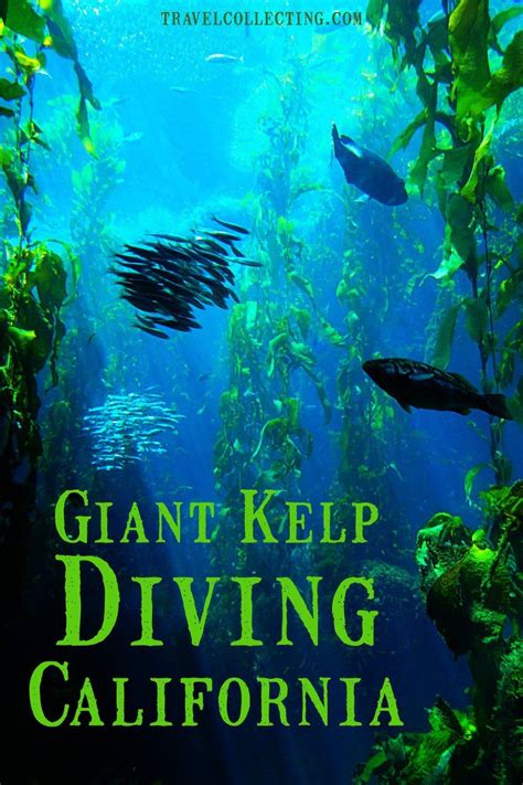 Channel Islands SCUBA Diving, California 2024 | Diving, Scuba diving ...