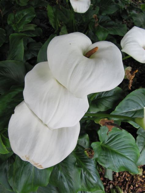 Zantedeschia Ventnor Botanical Garden On The Isle Of Wight Leonora