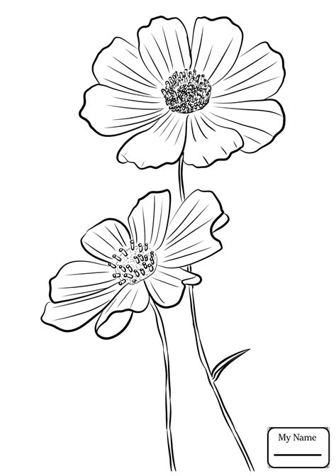 Cosmos Flower Outline Cosmos Poppy Bocanewasuow